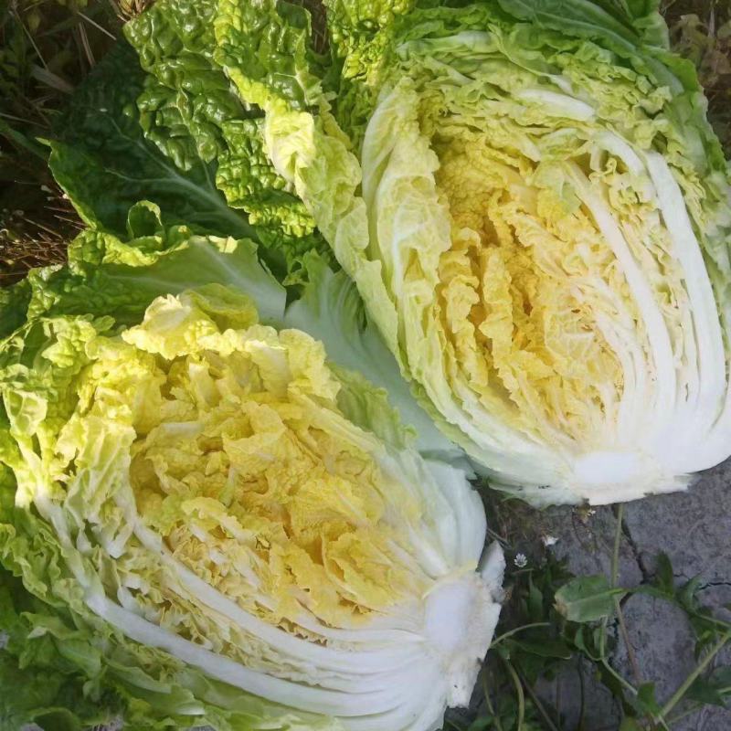 【预售】黄心大白菜产地发货量大从优欢迎选购