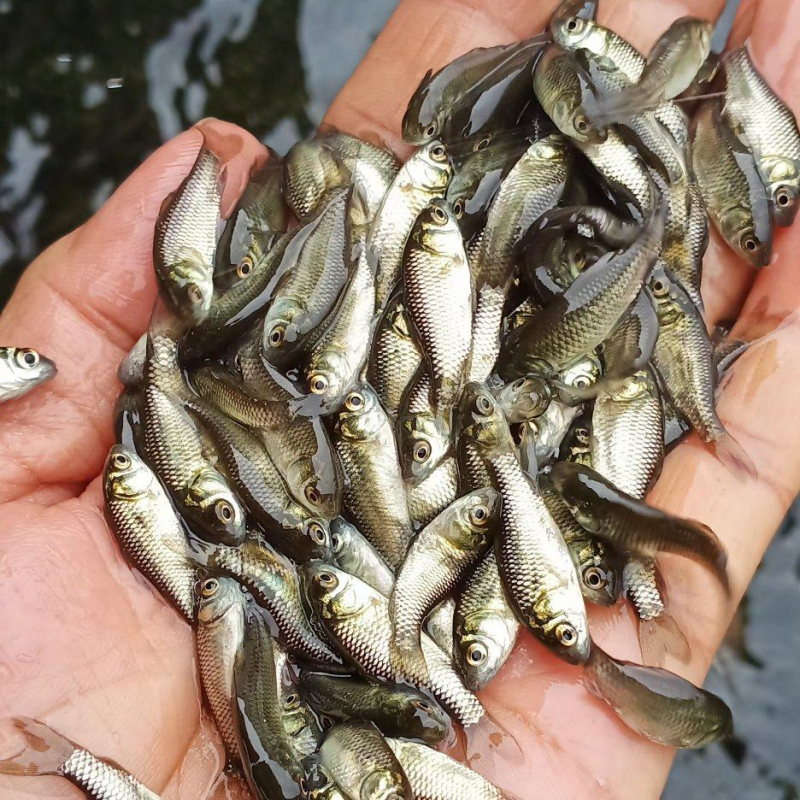 大量供应中科五号鲫鱼苗工程鲫湘云鲫彭泽鲫