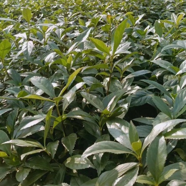 草珊瑚种苗，基地直供免费提供育苗种植技术及回收