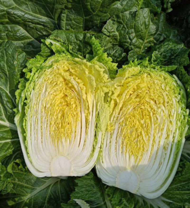 【预售】黄心大白菜产地发货量大从优欢迎选购