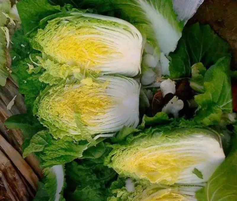 【预售】黄心大白菜产地发货量大从优欢迎选购