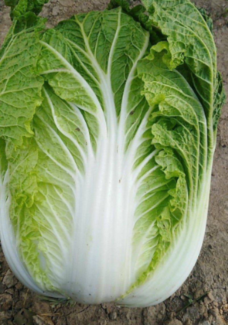 【预售】黄心大白菜产地发货量大从优欢迎选购