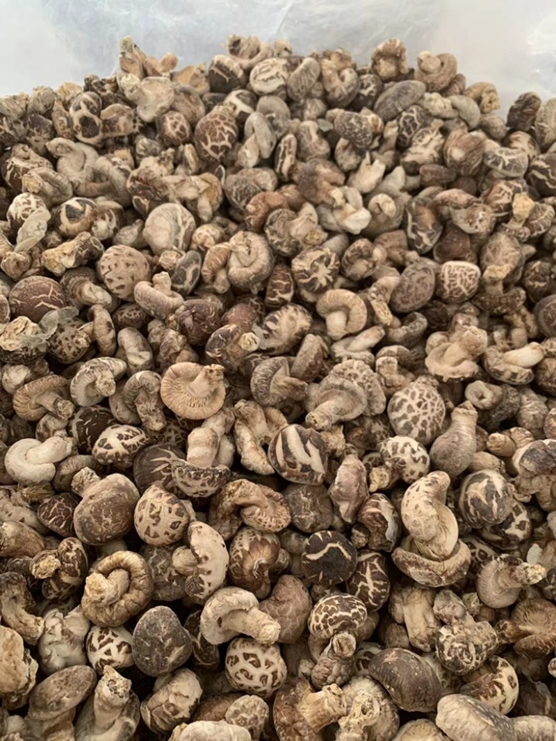 包邮精选小花菇1.5～2.5公分白花菇
