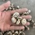 包邮精选小花菇1.5～2.5公分白花菇