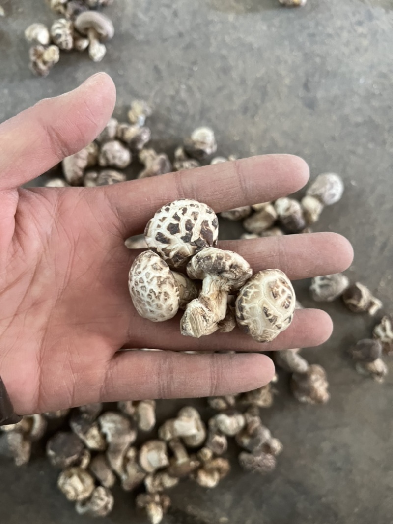包邮精选小花菇1.5～2.5公分白花菇