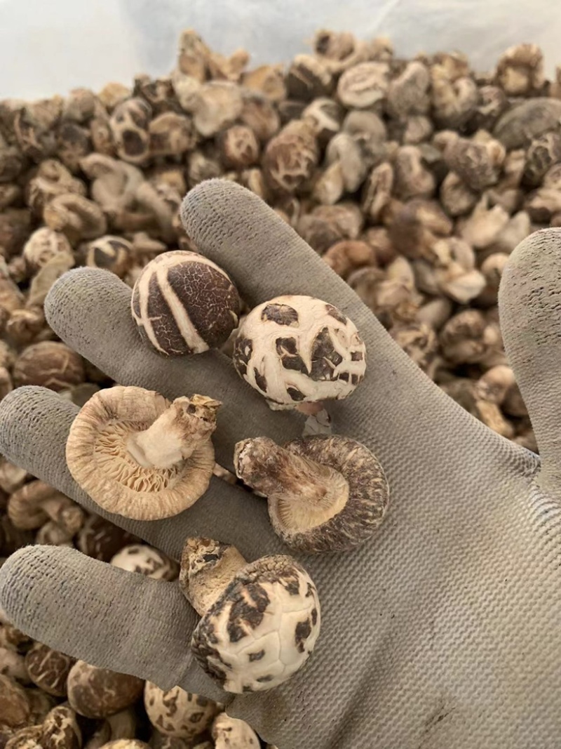 包邮精选小花菇1.5～2.5公分白花菇