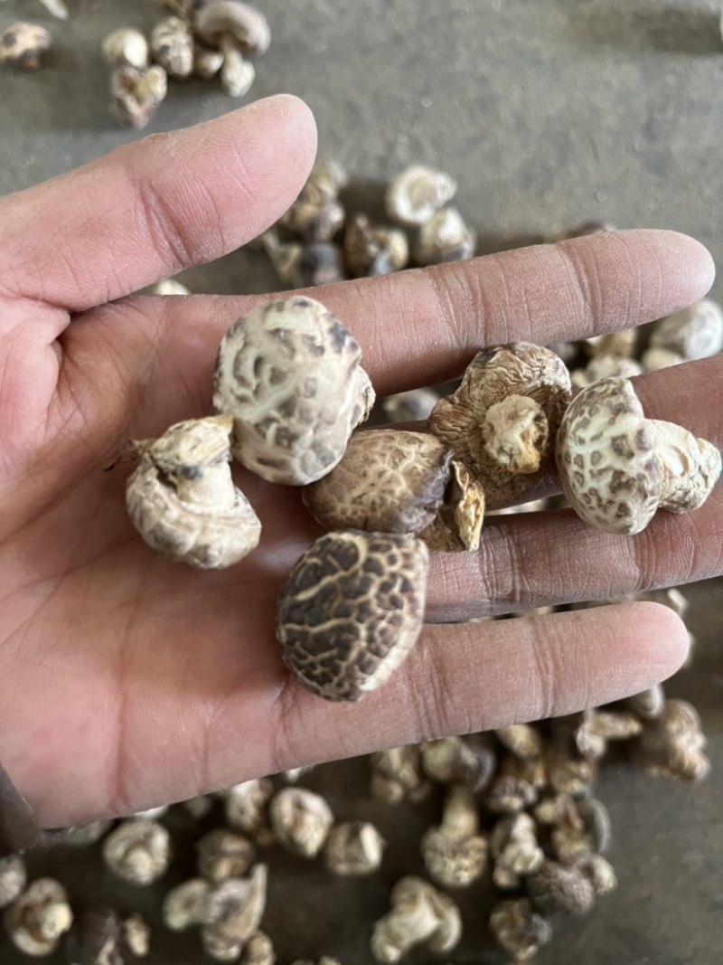 包邮精选小花菇1.5～2.5公分白花菇