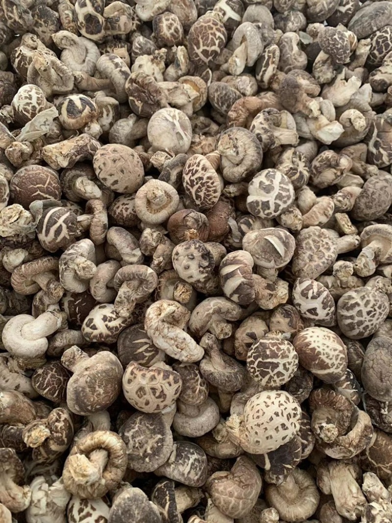 包邮精选小花菇1.5～2.5公分白花菇