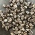 包邮精选小花菇1.5～2.5公分白花菇
