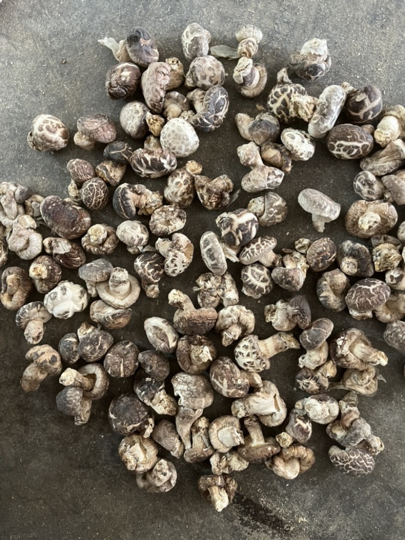 包邮精选小花菇1.5～2.5公分白花菇