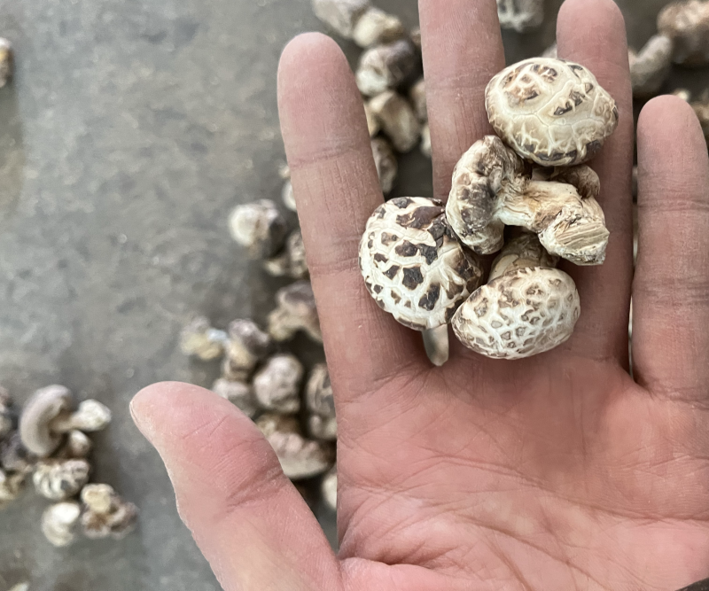 包邮精选小花菇1.5～2.5公分白花菇