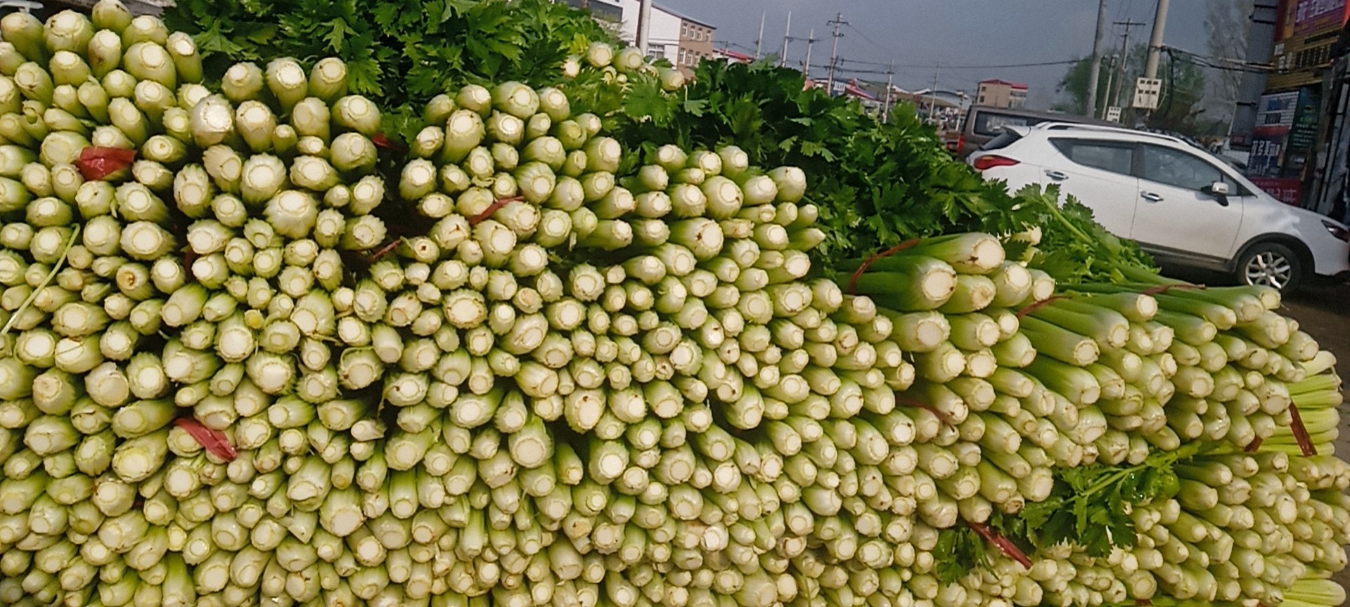 芹菜处理过程