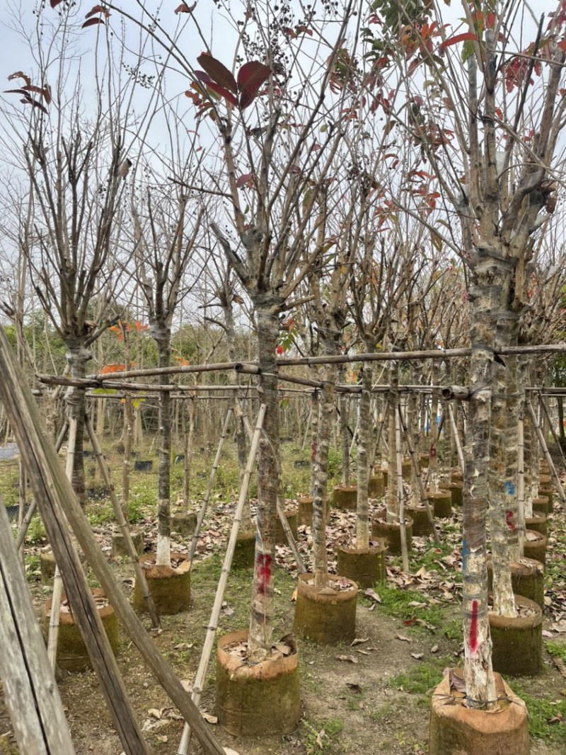 大叶紫薇。珍贵苗木。精品大叶紫薇8-9公分量大