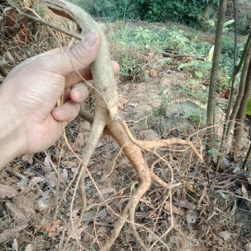 白花牛奶根