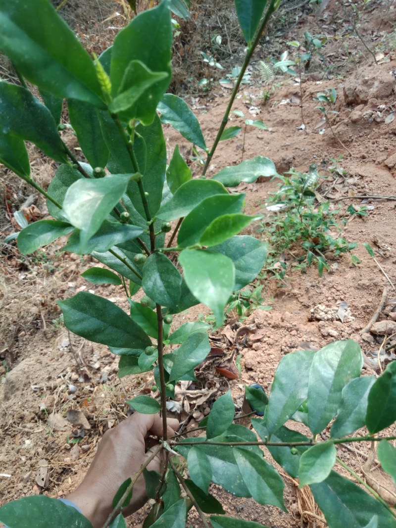 白花牛奶根