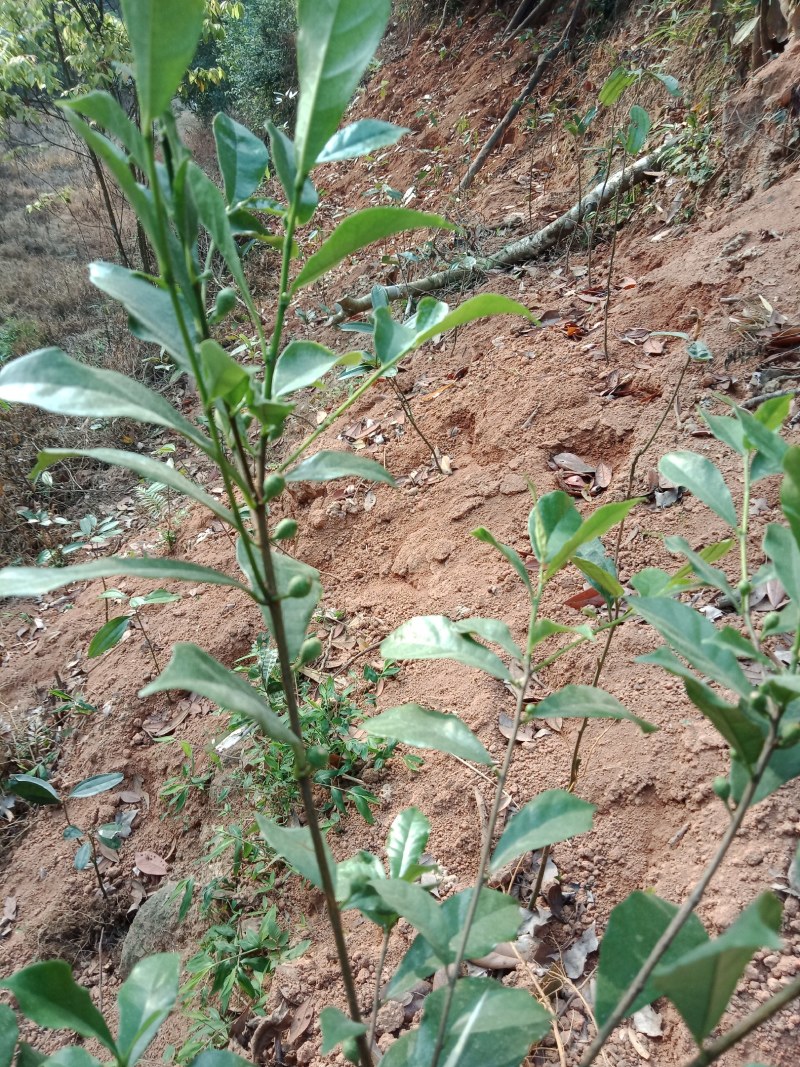 白花牛奶根