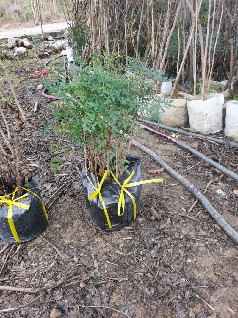 多年生异型熟桩及老矮桩南天竹