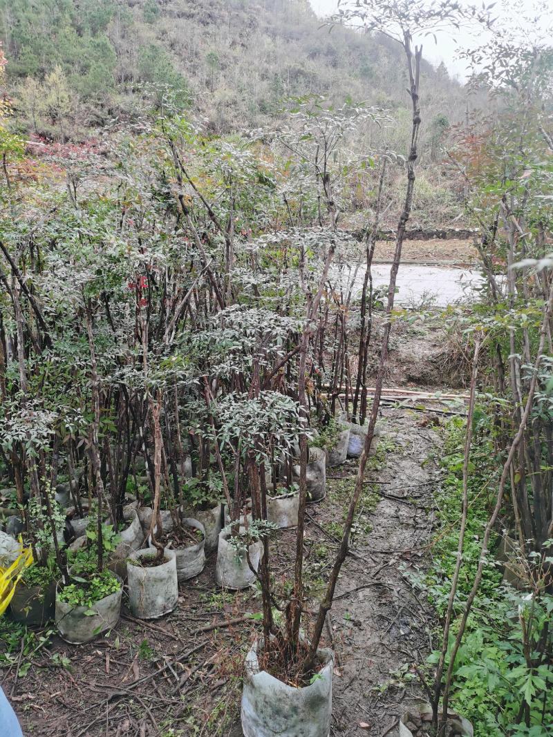 多年生异型熟桩及老矮桩南天竹