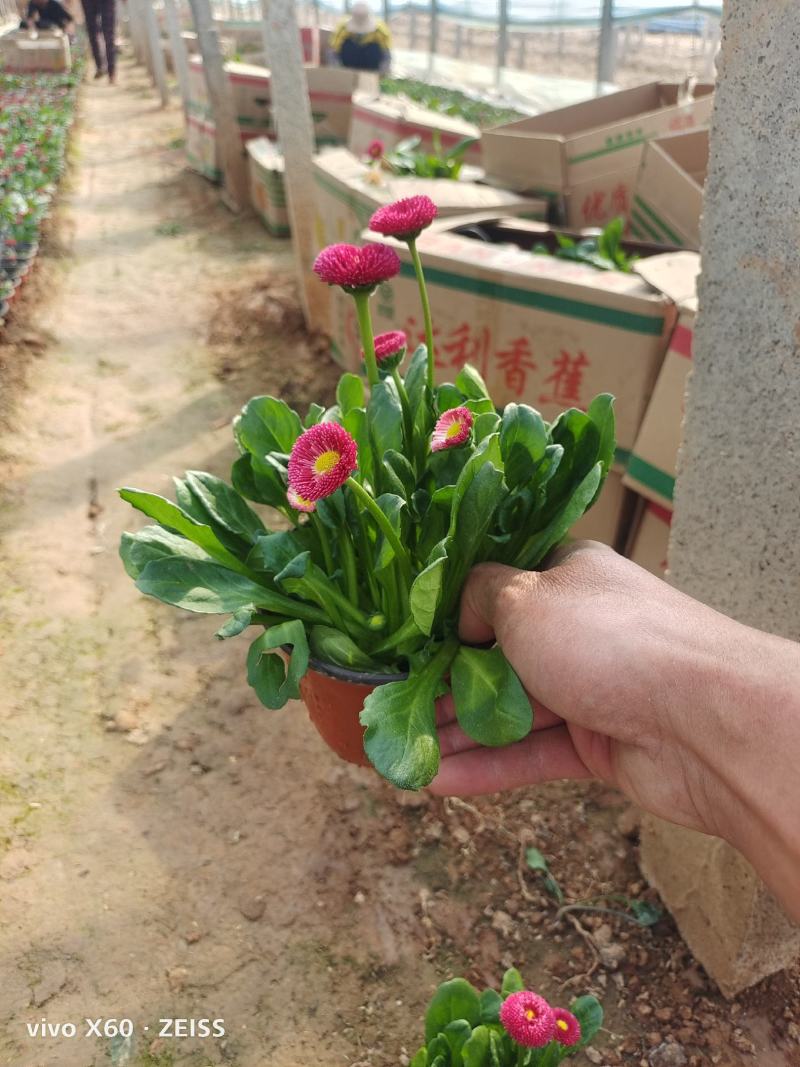 垂吊牵牛.营养杯的苗，130盆.150盆，颜色有三色