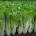 山东曹县小白菜量大从优欢迎全国老板前来考察洽谈合作