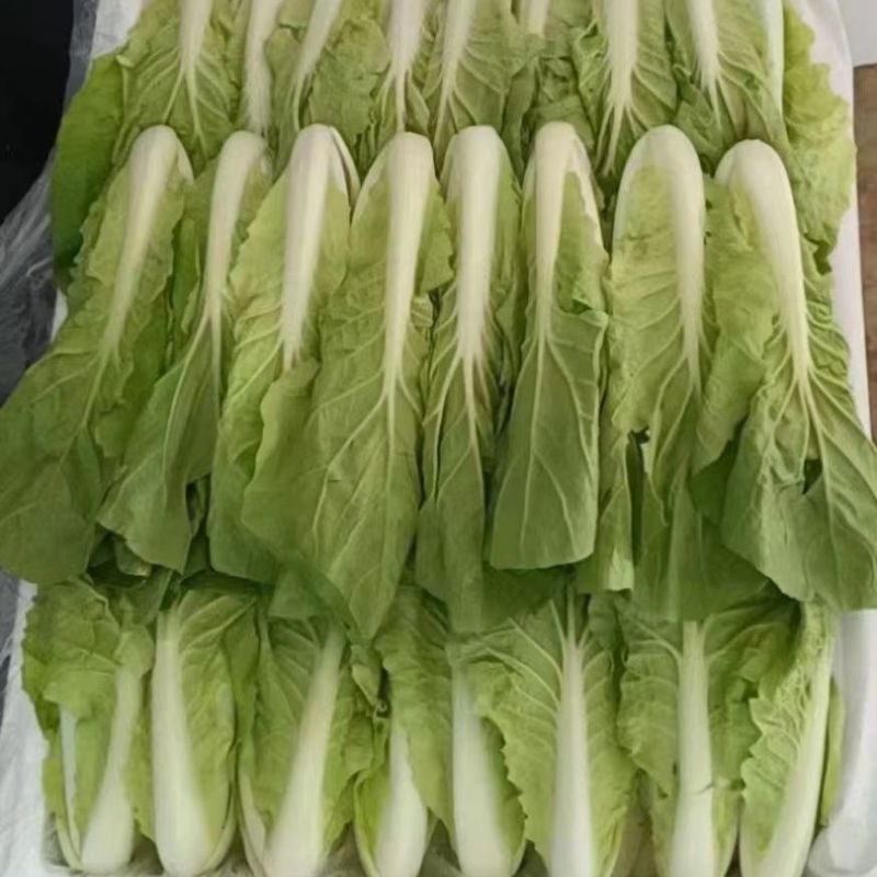 山东曹县小白菜量大从优欢迎全国老板前来考察洽谈合作