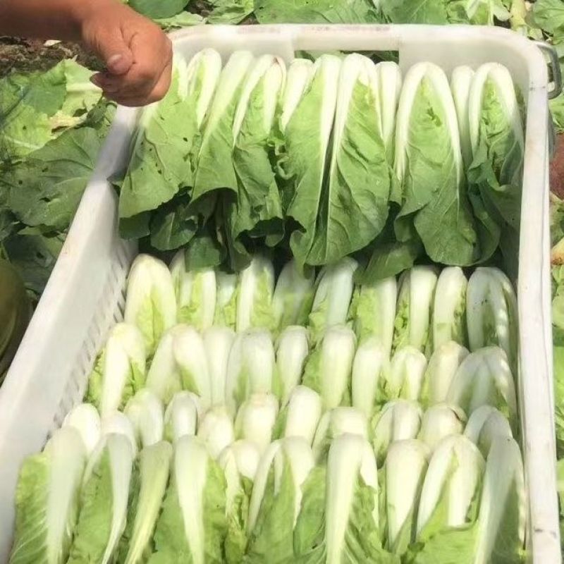 山东曹县小白菜量大从优欢迎全国老板前来考察洽谈合作