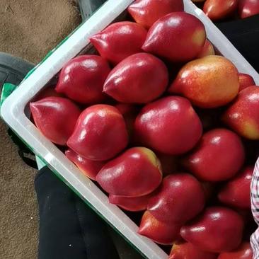 油桃，樱桃价格以市场价为准
