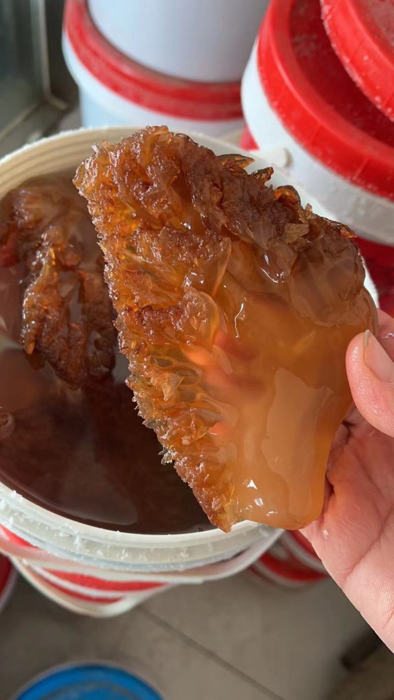 海蜇头海蜇叶海蜇皮红头单角规格齐全产地直发