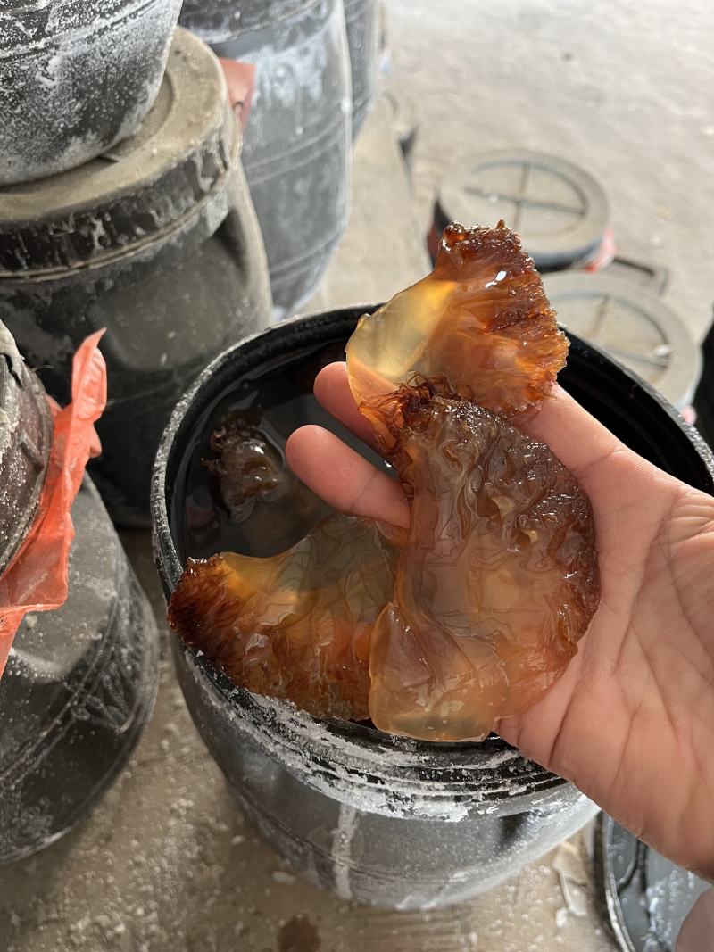 海蜇头海蜇叶海蜇皮红头单角规格齐全产地直发