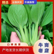 山东曹县上海青量大从优欢迎全国老板前来考察洽谈合作