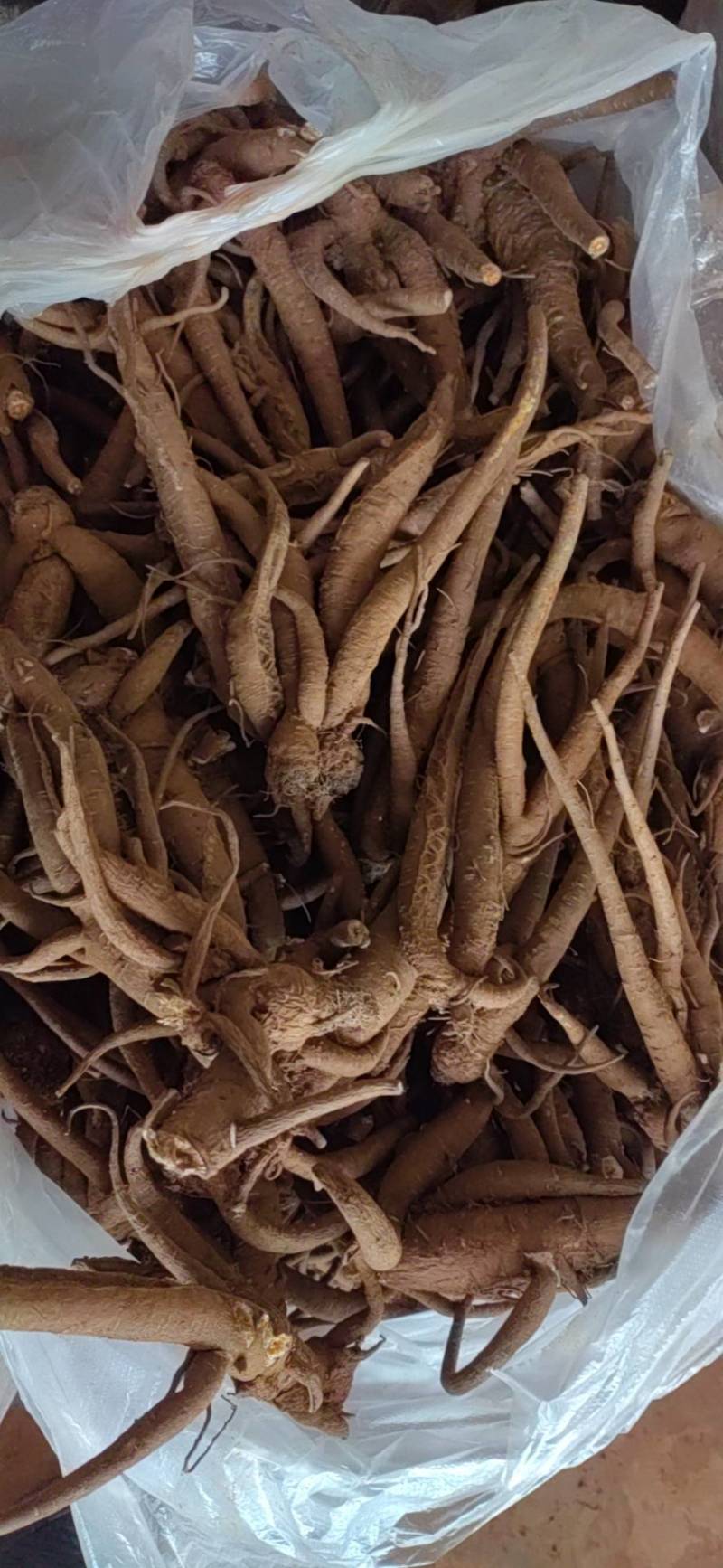 无杂质当归正规货源长期供应新鲜到货