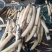 东北野生荷藕