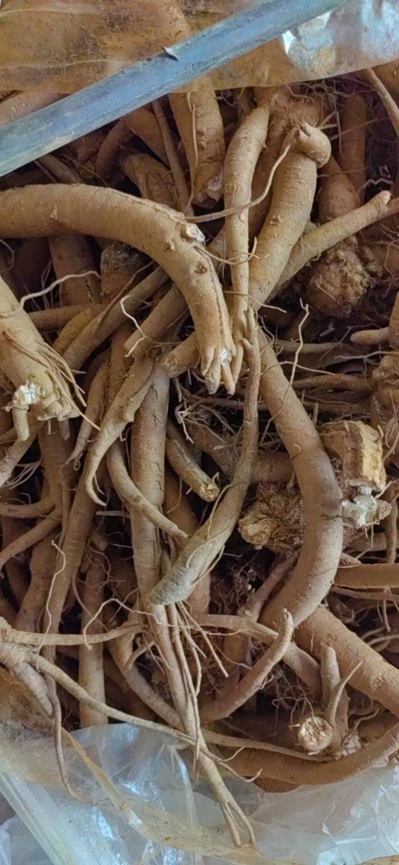 无杂质当归正规货源长期供应新鲜到货