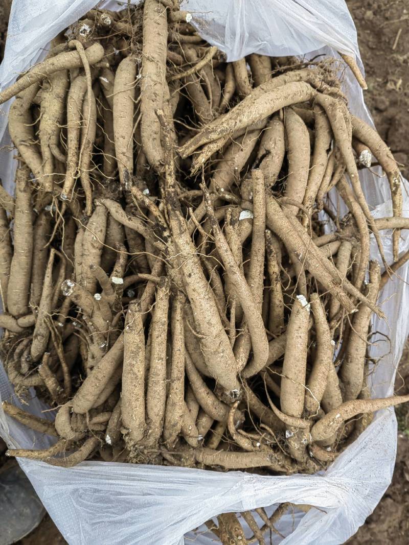无杂质当归正规货源长期供应新鲜到货