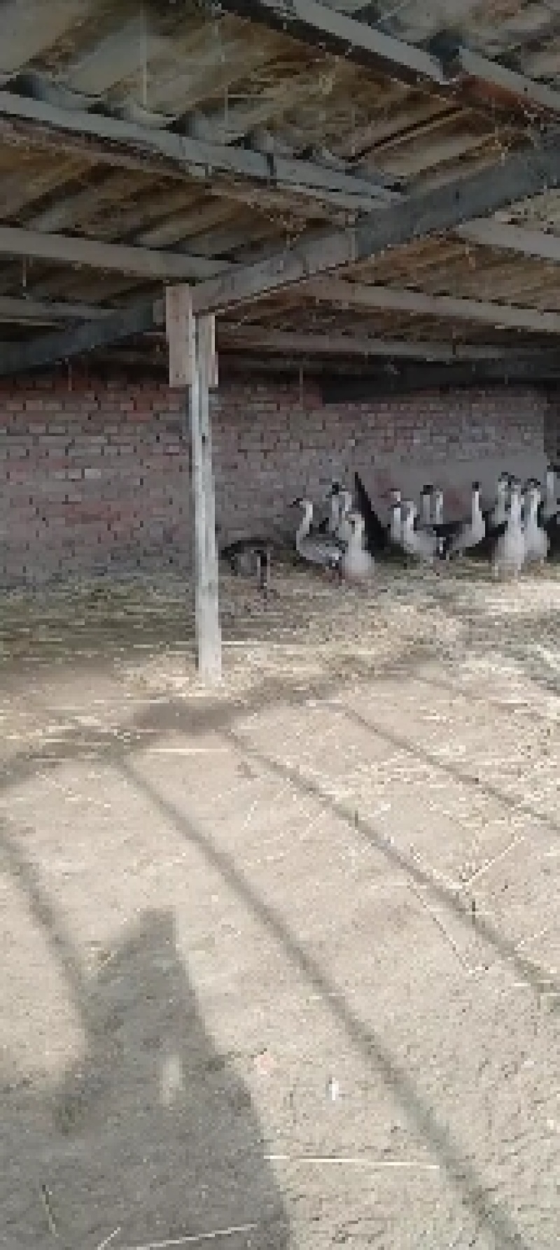 飞鹅