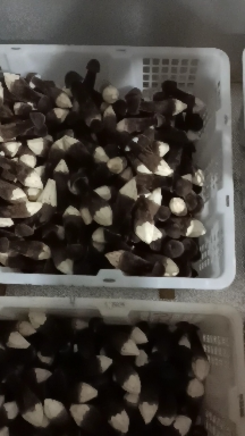 黑皮鸡枞菌，基地全年供应鲜品，支持空运，顺丰，专车等运输