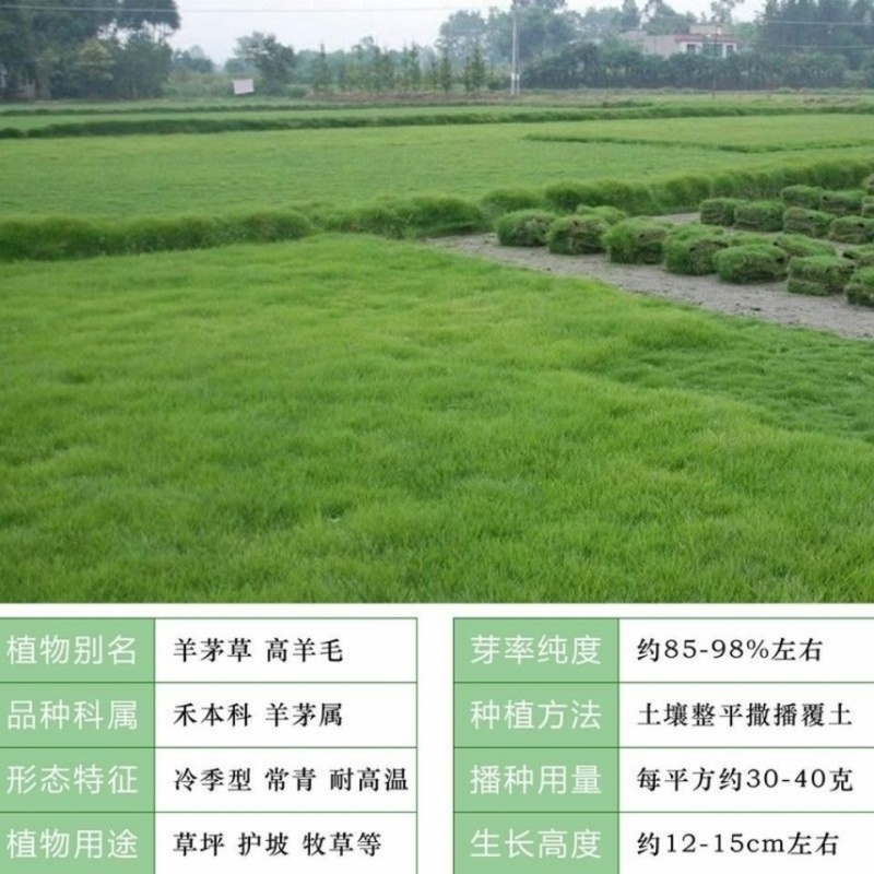 高羊茅草籽进口耐践踏庭院不修剪护坡绿化四季青种子