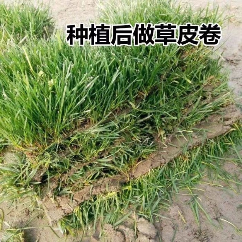 高羊茅草籽进口耐践踏庭院不修剪护坡绿化四季青种子