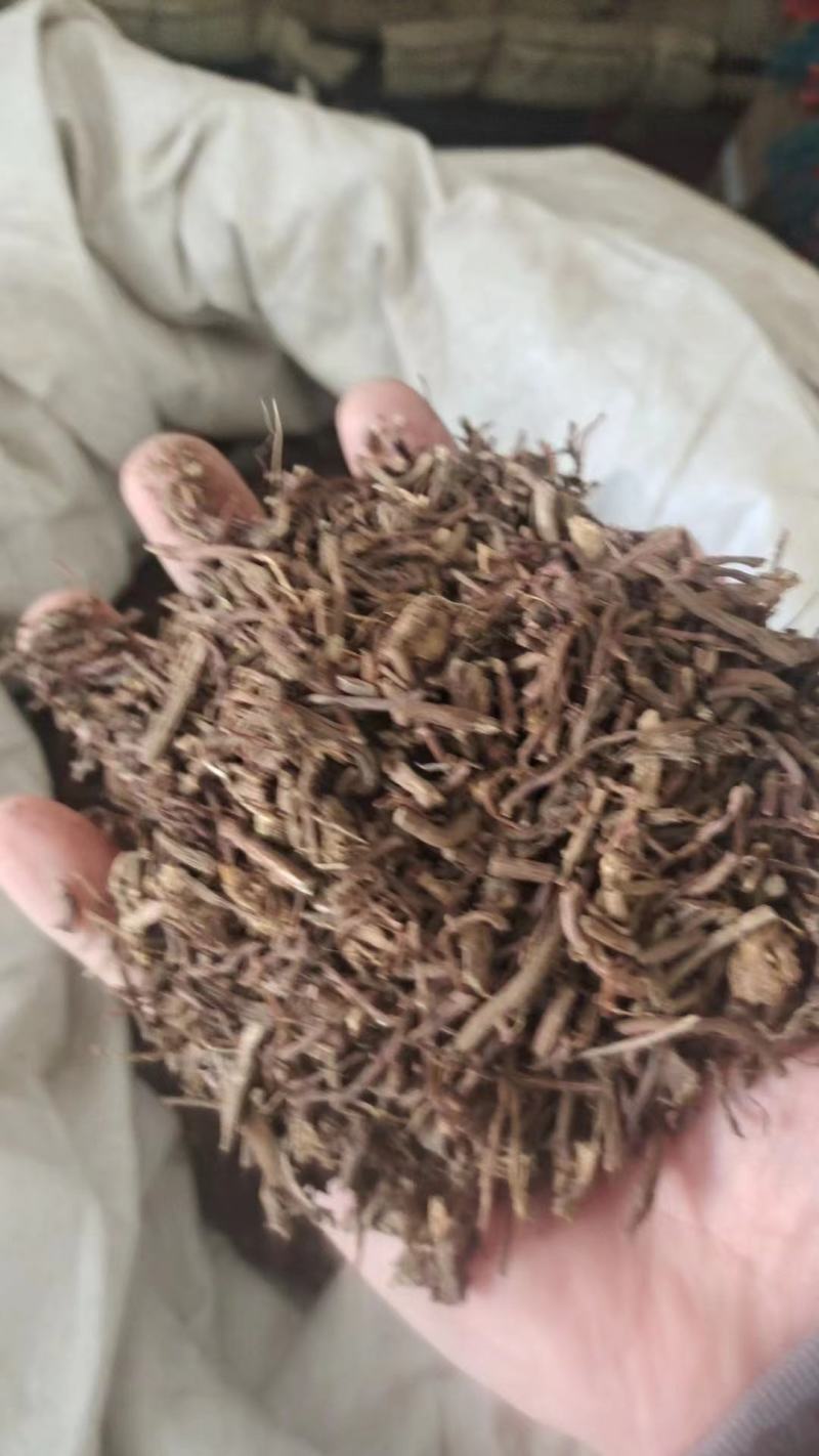 紫苑
