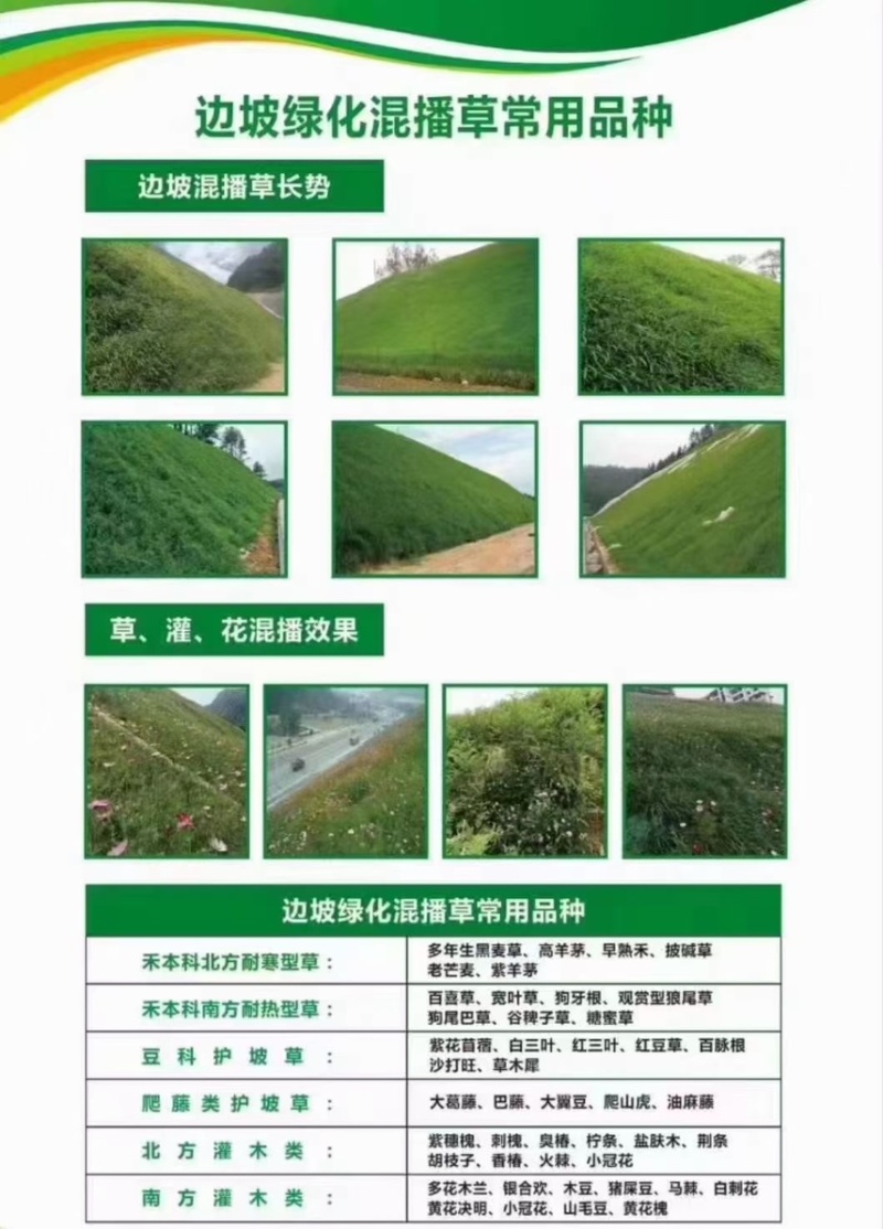 高羊茅草籽进口耐践踏庭院不修剪护坡绿化四季青种子