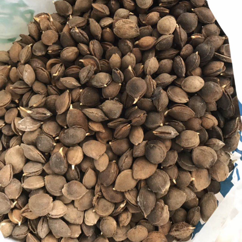 山杏种子，纯手捡种子，嫁接杏树苗，专用种子