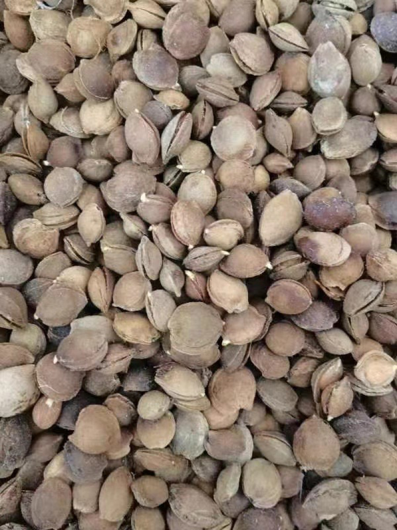 山杏种子，纯手捡种子，嫁接杏树苗，专用种子