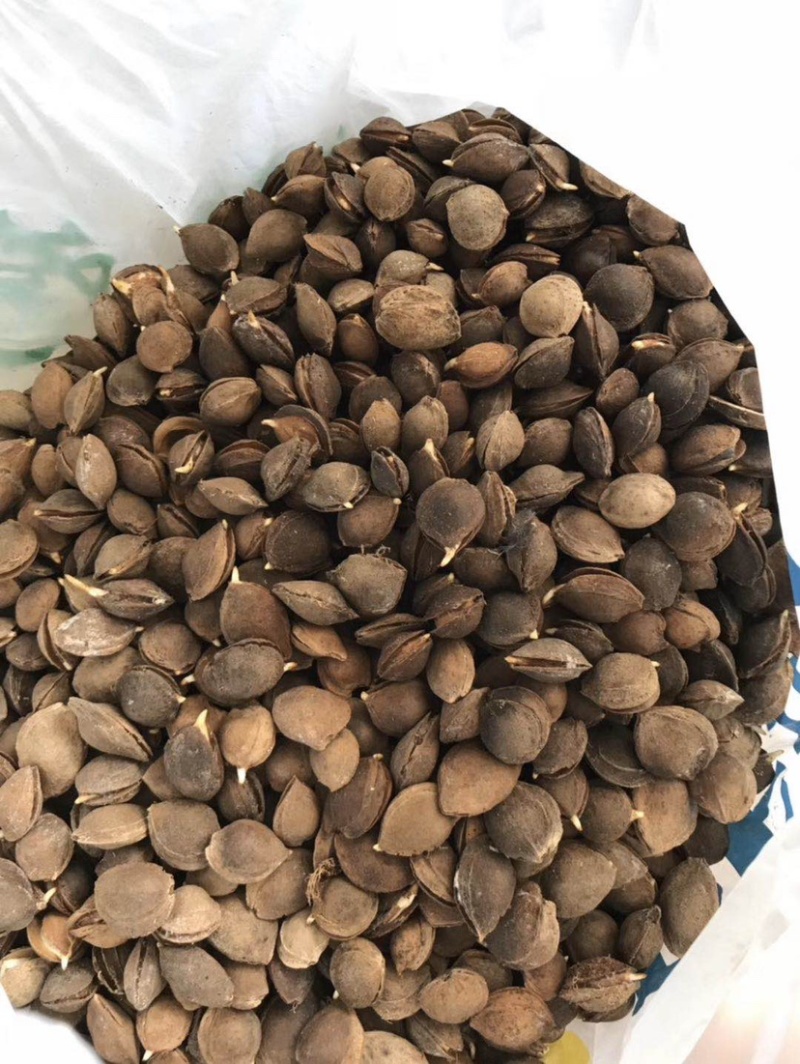 山杏种子，纯手捡种子，嫁接杏树苗，专用种子