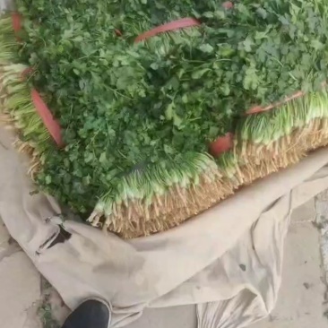 香菜