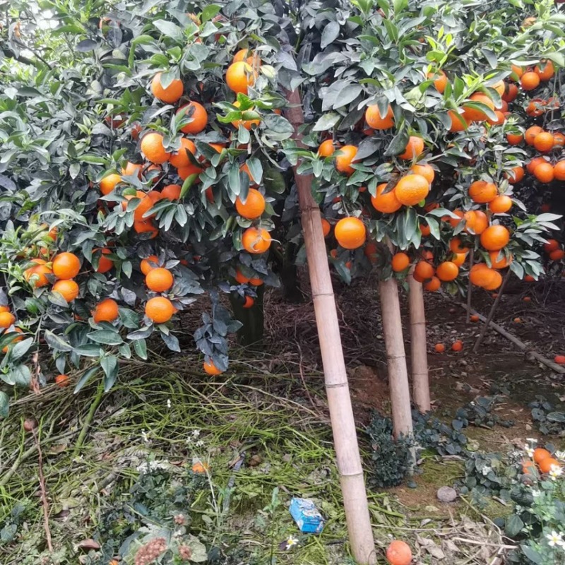 酸吉头