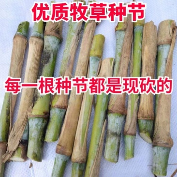 无毛甜象草双节