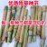 无毛甜象草双节