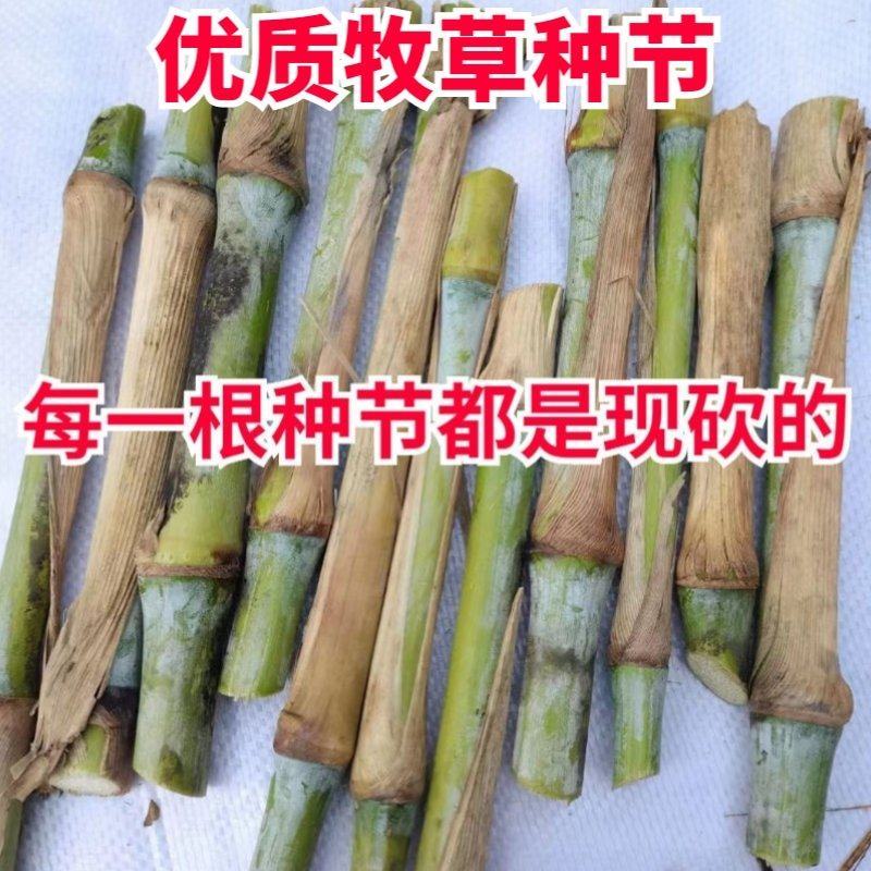 无毛甜象草双节