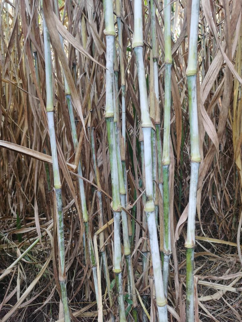 无毛甜象草双节