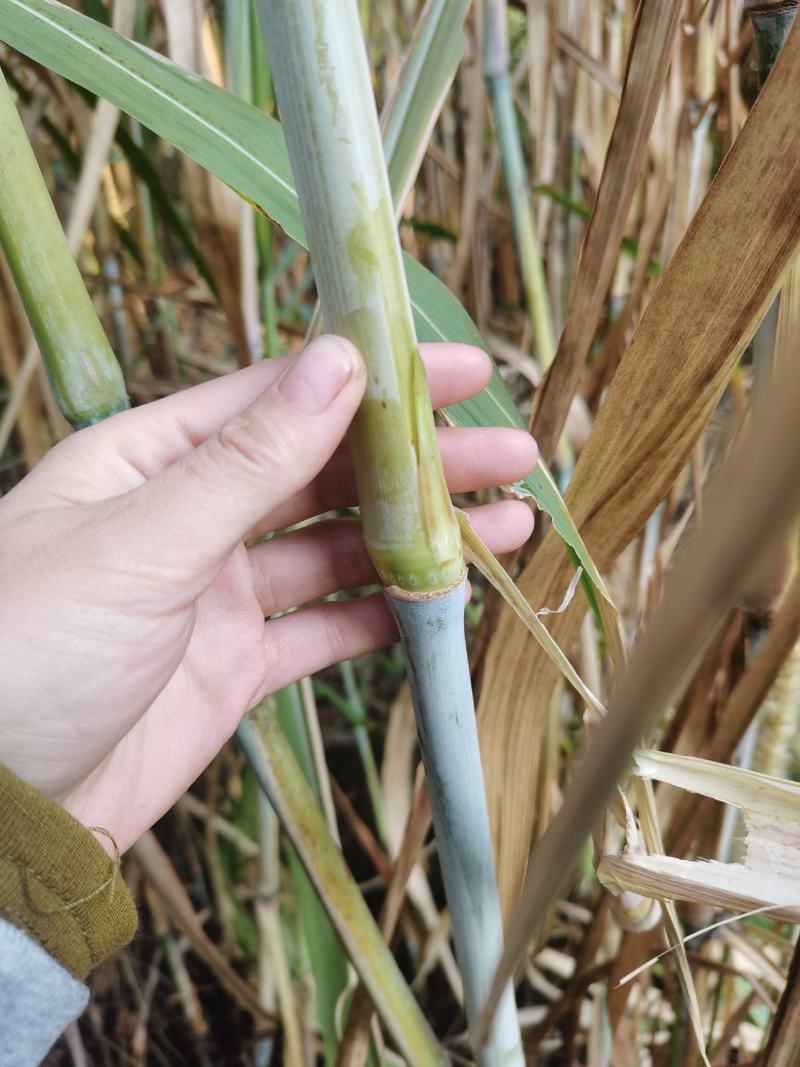 无毛甜象草双节